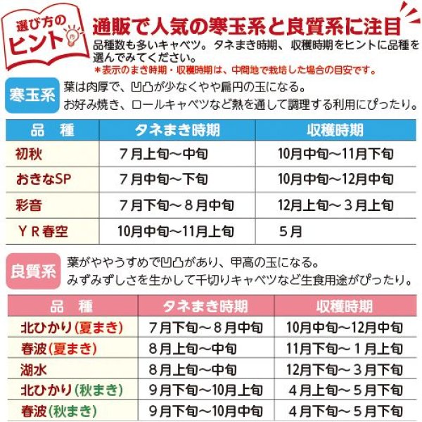 画像3: キャベツ・おきなSP　DF（180粒） (3)