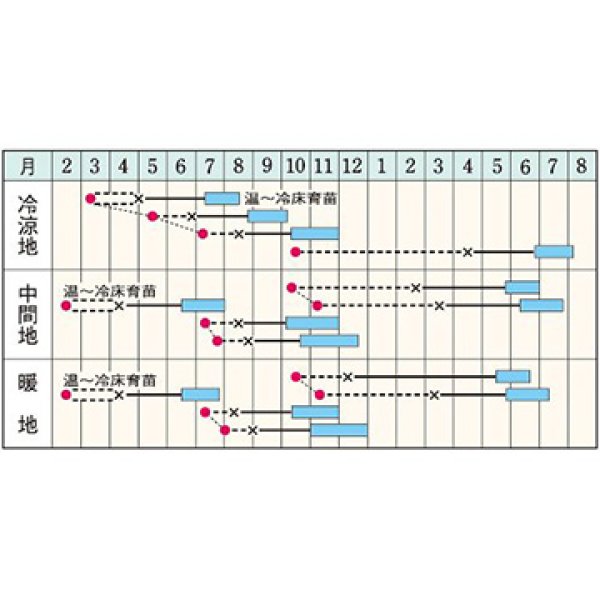 画像2: キャベツ・おきなSP　DF（180粒） (2)