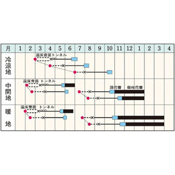 画像3: ブロッコリー・ハイツSP　DF（160粒） (3)