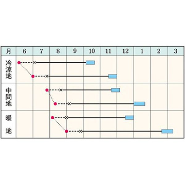 画像2: キャベツ・夢舞台　（200粒） (2)