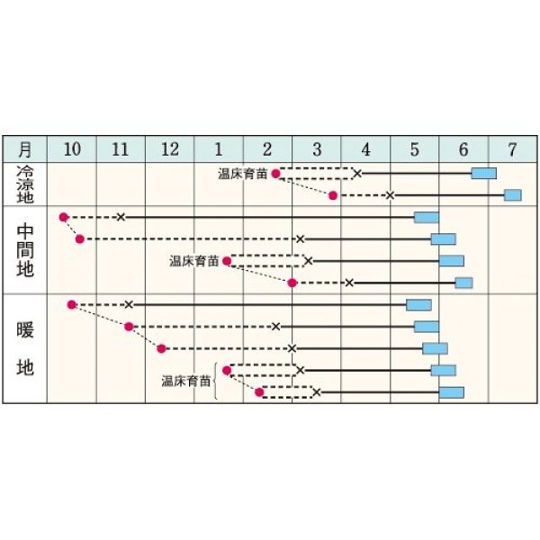 画像2: キャベツ・初夏のかほり（150粒） (2)