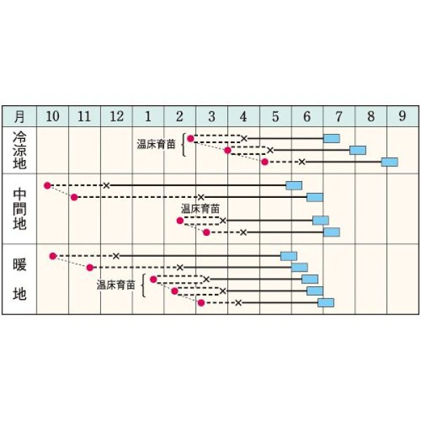 画像2: キャベツ・YR天空（2000粒） (2)