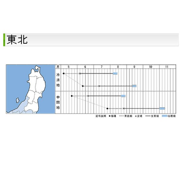 画像5: キャベツ・秋徳SP　DF（180粒） (5)