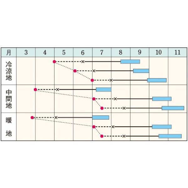 画像4: キャベツ・初秋（210粒） (4)