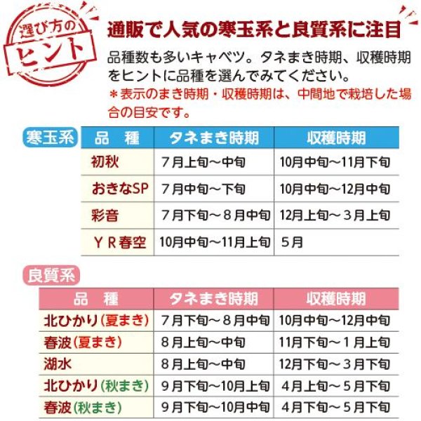 画像3: キャベツ・初秋（210粒） (3)