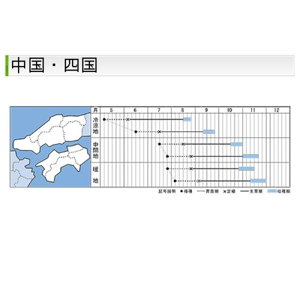 画像10: キャベツ・秋徳SP　DF（180粒） (10)