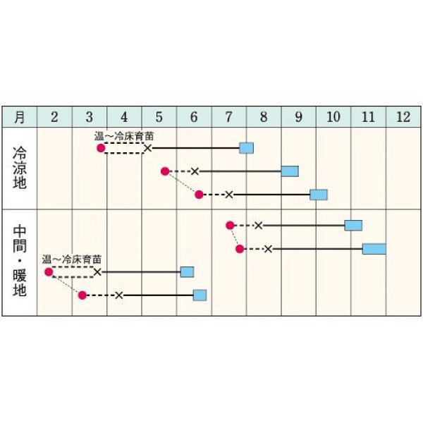 画像2: キャベツ・BCR龍月　（2000粒） (2)