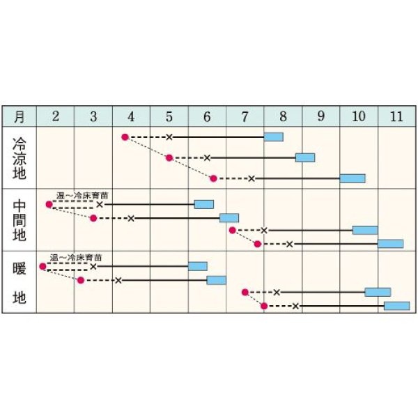 画像3: キャベツ・若峰　（250粒） (3)