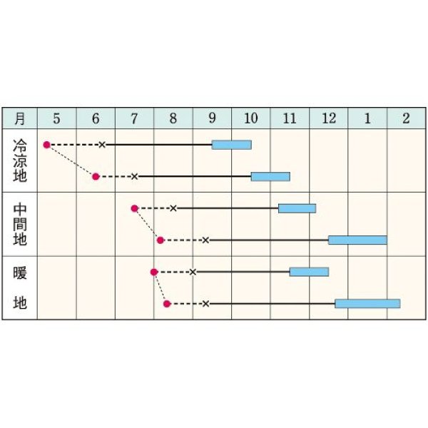 画像2: キャベツ・あさしお　（240粒） (2)