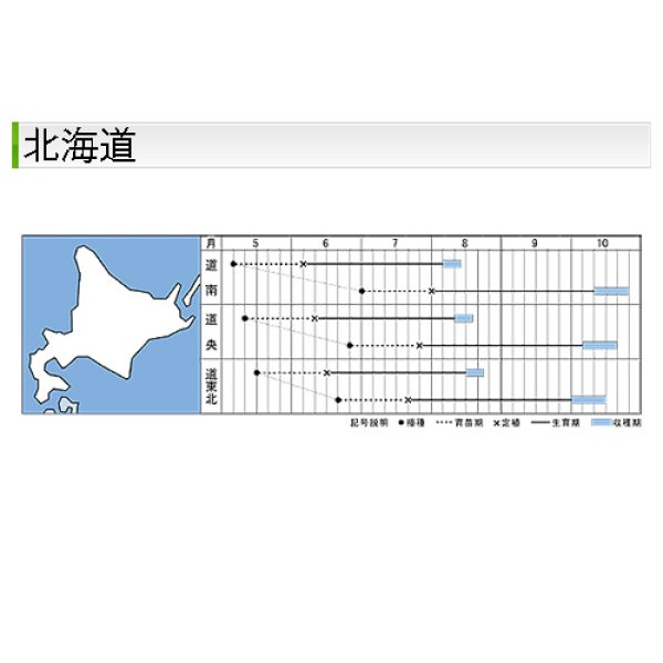 画像4: キャベツ・秋徳SP　DF（180粒） (4)