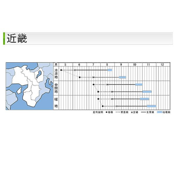 画像9: キャベツ・秋徳SP　DF（180粒） (9)