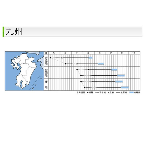 画像11: キャベツ・秋徳SP　DF（180粒） (11)