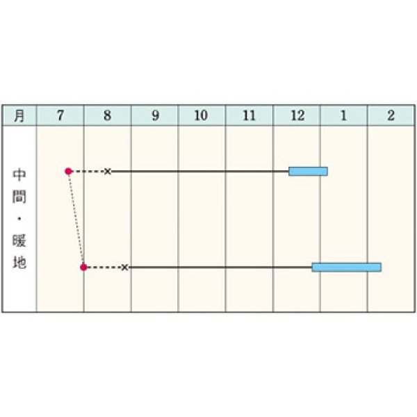 画像2: キャベツ・夢いぶき(R)　（2000粒） (2)