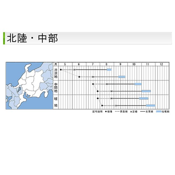 画像8: キャベツ・秋徳SP　DF（180粒） (8)