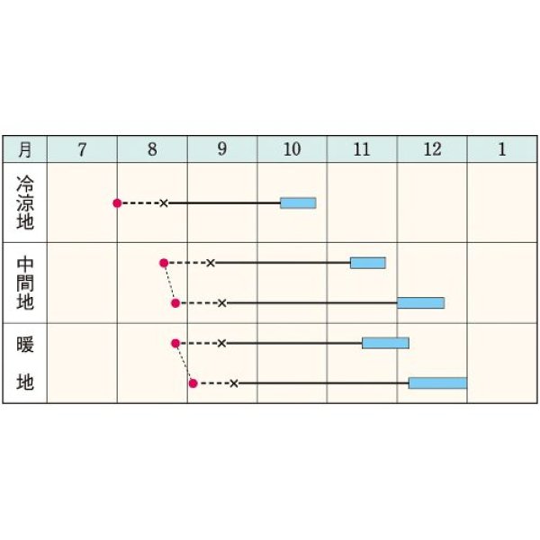画像2: ハクサイ・きらぼし77（160粒） (2)