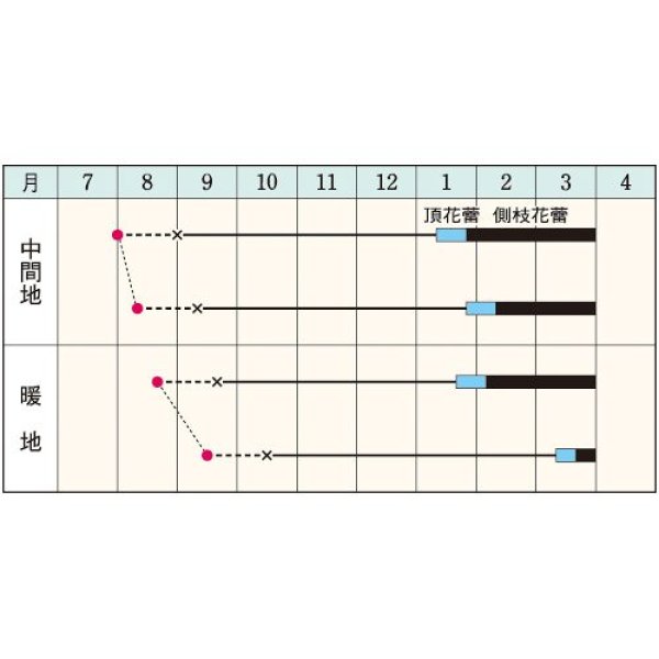 画像2: ブロッコリー・エンデバーSP（150粒） (2)