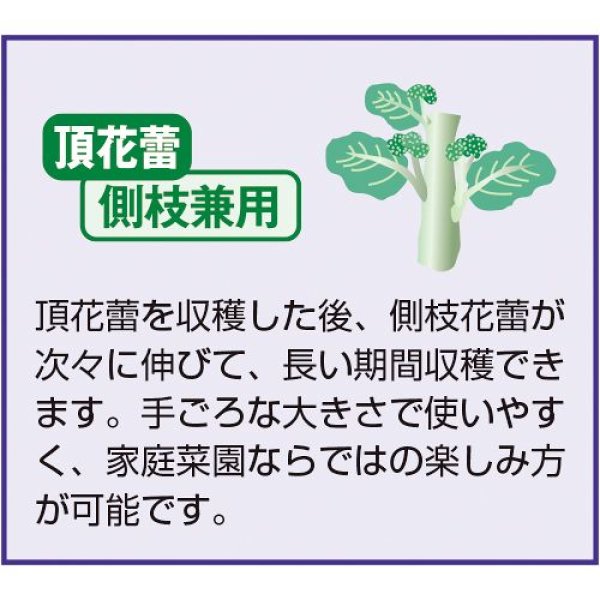 画像3: ブロッコリー・エンデバーSP（150粒） (3)