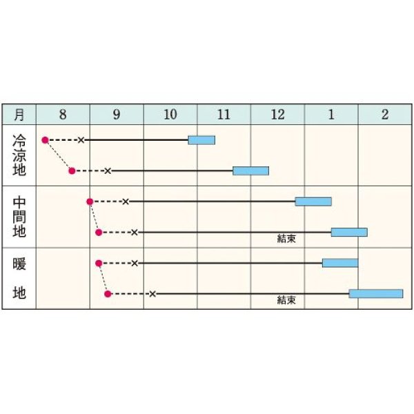 画像2: ハクサイ・黄ごころ90（220粒） (2)