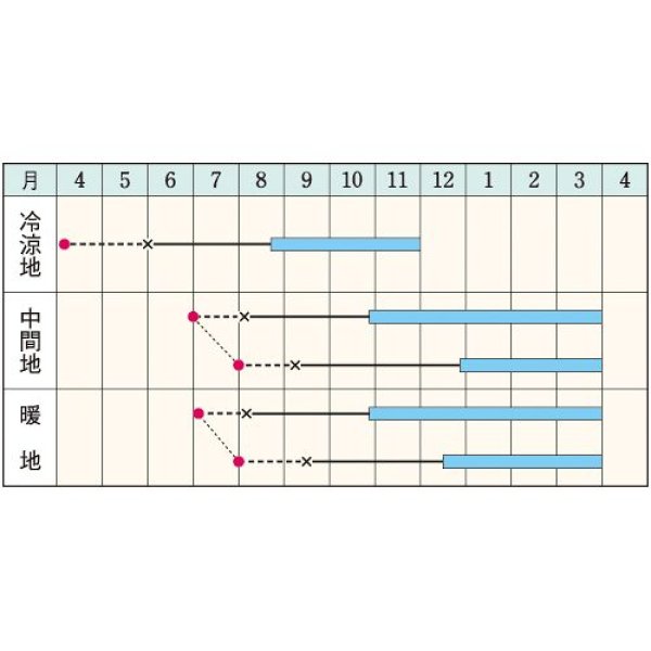 画像2:  メキャベツ・早生子持（20L） (2)