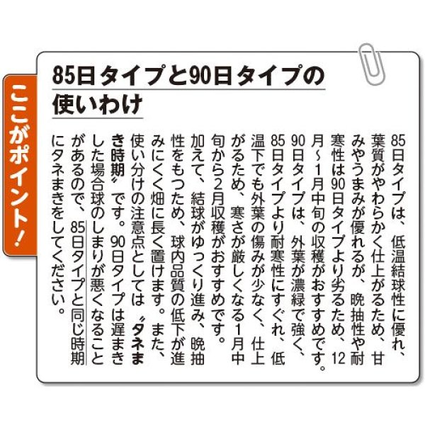 画像4: ハクサイ・黄ごころ90（220粒） (4)