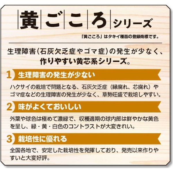 画像3: ハクサイ・黄ごころ90（220粒） (3)
