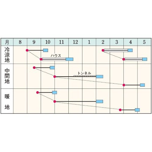 画像2: ホウレンソウ・福兵衛（エボプライム種子）（20ｍ巻） (2)