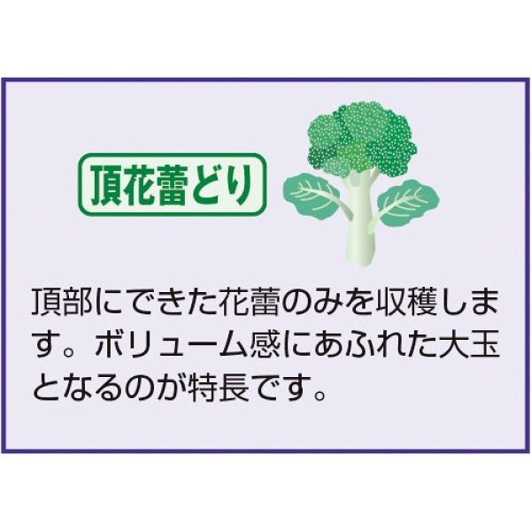 画像3: ブロッコリー・メガドーム（20ML） (3)