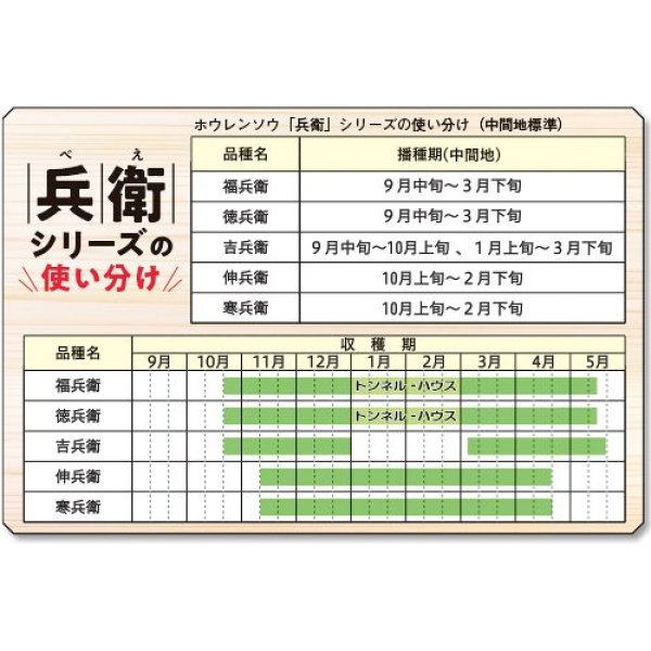 画像3: ホウレンソウ・伸兵衛（エボプライム種子）（30000粒） (3)