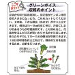 画像3: 茎ブロッコリー・グリーンボイス（10ML） (3)