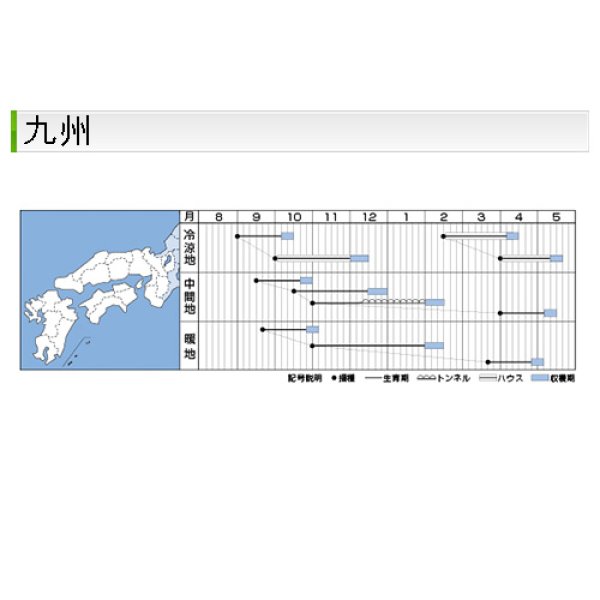 画像7: ホウレンソウ・福兵衛（エボプライム種子）（20ｍ巻） (7)