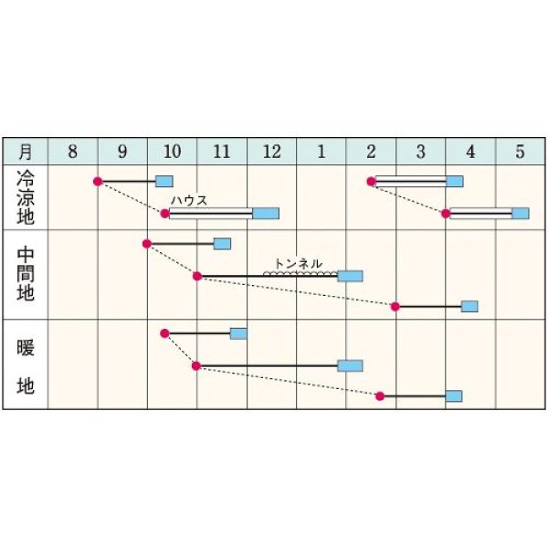 画像2: ホウレンソウ・伸兵衛（エボプライム種子）（30000粒） (2)