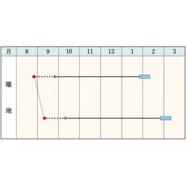 画像2: ブロッコリー・メガドーム（20ML） (2)