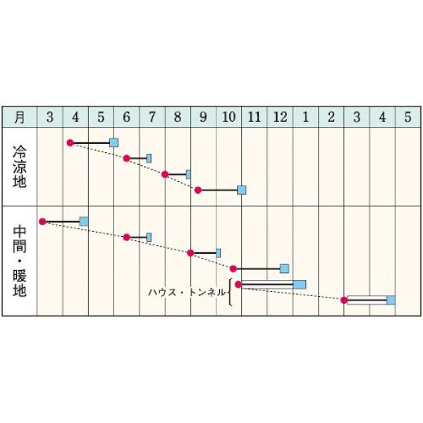 画像2: コマツナ・菜々美　（約3000粒） (2)