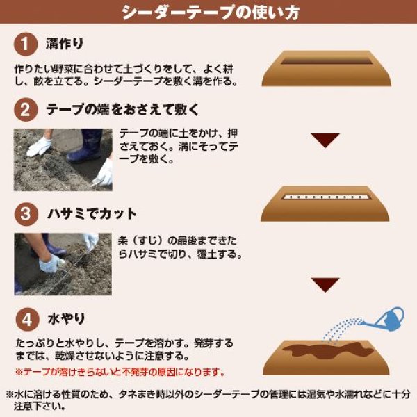 画像4: ホウレンソウ・早生サラダあかり（約2500粒） (4)