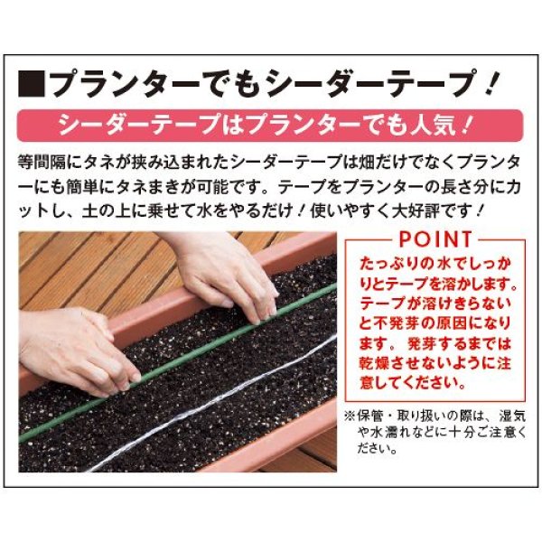 画像5: ホウレンソウ・早生サラダあかり（約2500粒） (5)