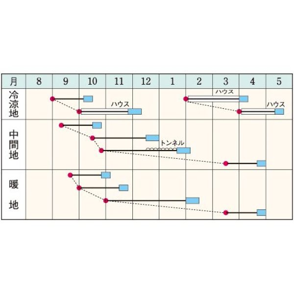 画像2: ホウレンソウ・牛若丸（約1100粒） (2)