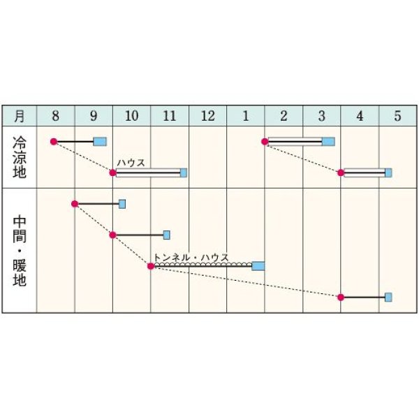 画像2: ホウレンソウ・早生サラダあかり（約2500粒） (2)