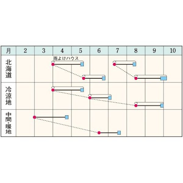 画像2:  ホウレンソウ・晩抽サマースカイ（エボプライム種子）（30000粒） (2)