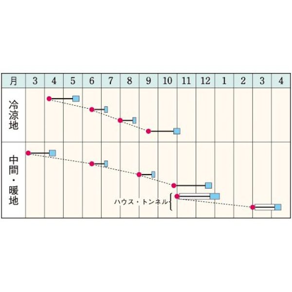 画像2: コマツナ・極楽天　（約4900粒） (2)