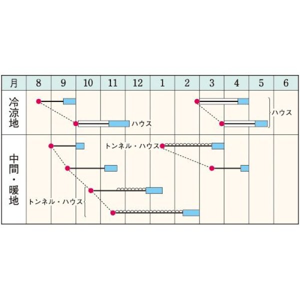 画像2: ホウレンソウ・トライ（約2700粒） (2)