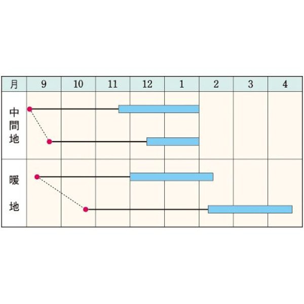 画像2: ナバナ・冬華（約900粒） (2)