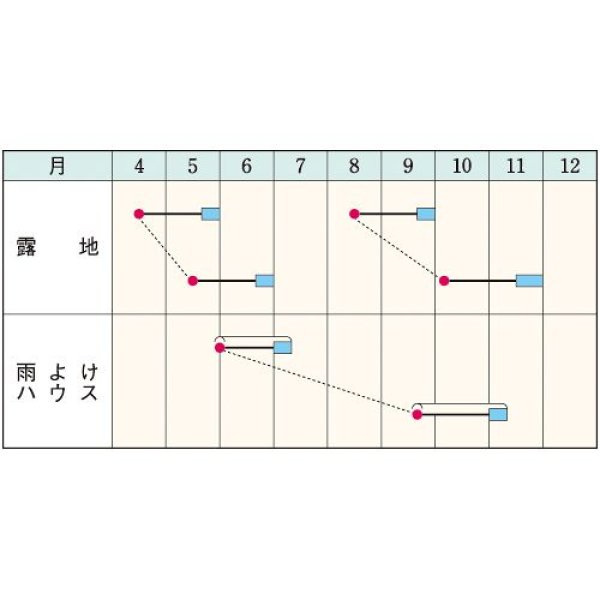 画像2: シュンギク・菊次郎（約2200粒） (2)