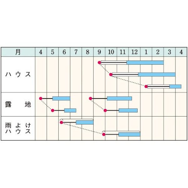 画像2: シュンギク・きわめ中葉春菊（約1600粒） (2)
