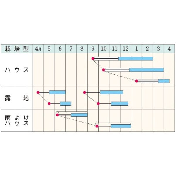 画像2: シュンギク・中葉春菊（1L） (2)