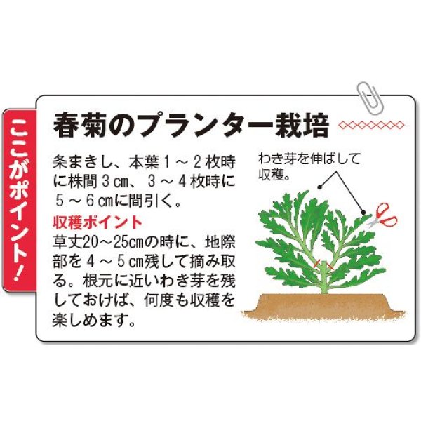 画像3: シュンギク・菊次郎（約2200粒） (3)