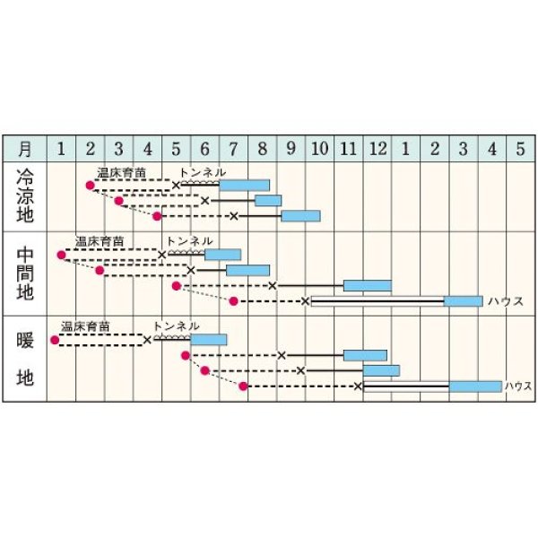 画像2: セルリー・新コーネル619号（20ML） (2)