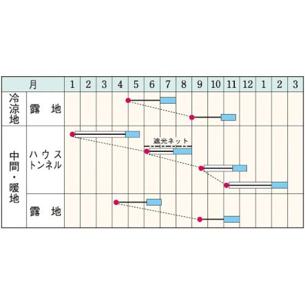 画像2: ミツバ・白茎三ツ葉（関西系）（1L） (2)
