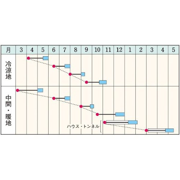 画像2: べんり菜（約6000粒） (2)
