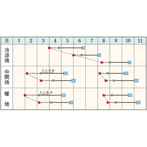 画像2: 玉レタス・サウザー（5000粒） (2)