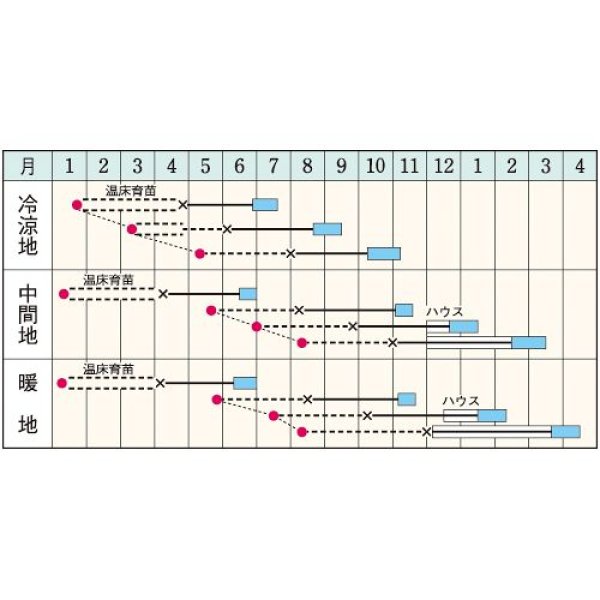 画像2: セルリー・トップセラー（約640粒） (2)